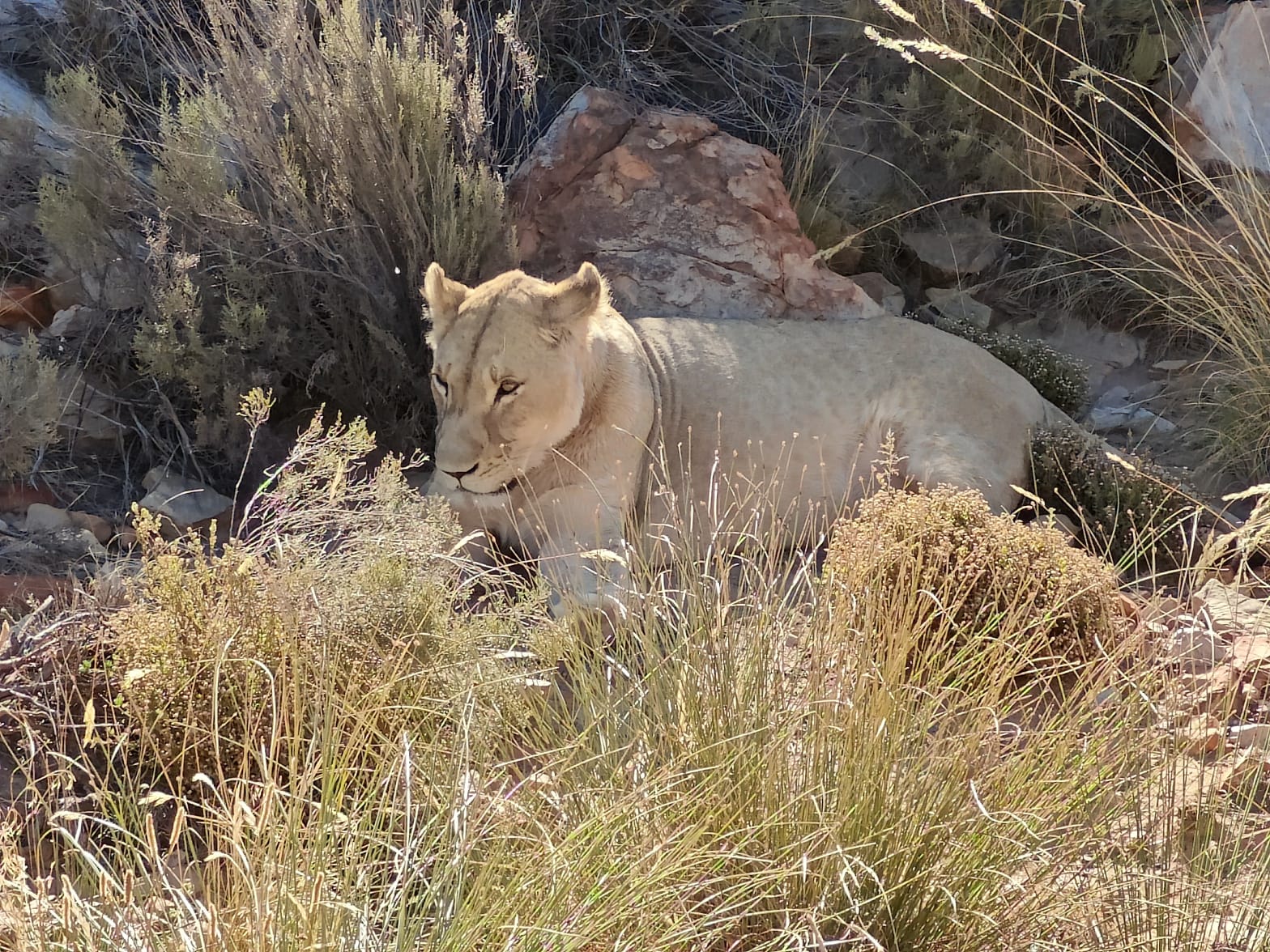 Aquila Game Reserve - Safari 8